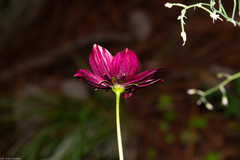 Cosmos palmeri