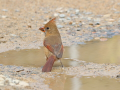 Cardinalis cardinalis mariae