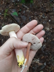 Austroboletus gracilis