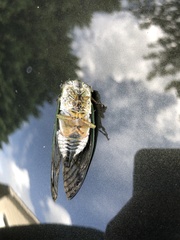 Neotibicen latifasciatus