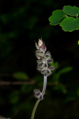 Salvia prunifolia