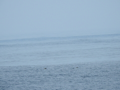 Puffinus mauretanicus