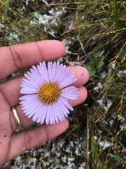 Erigeron porsildii