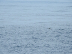 Puffinus mauretanicus