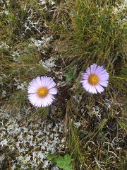 Erigeron porsildii