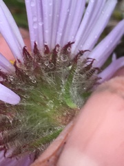 Erigeron porsildii