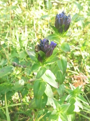 Gentiana dschungarica