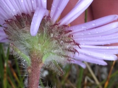 Erigeron porsildii