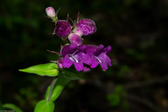 Penstemon bolanius