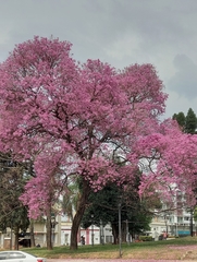 Handroanthus