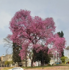 Handroanthus