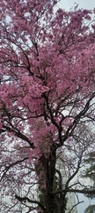 Handroanthus