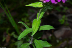 Penstemon bolanius