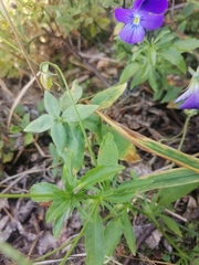 Viola disjuncta