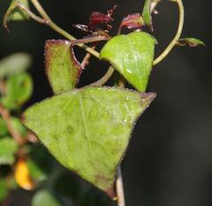 Senecio macroglossus