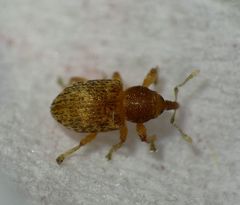 Smicronyx sculpticollis