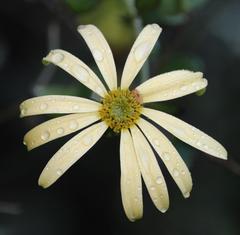 Senecio macroglossus