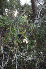 Senecio macroglossus