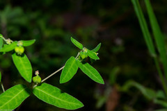 Euphorbia macropus