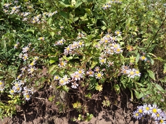 Aster amellus