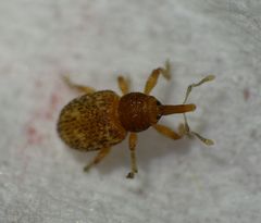 Smicronyx sculpticollis