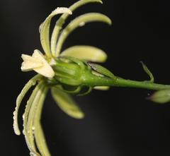 Senecio macroglossus