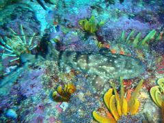 Haploblepharus pictus