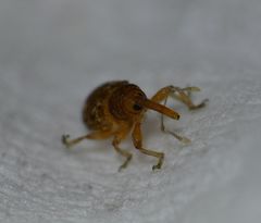 Smicronyx sculpticollis