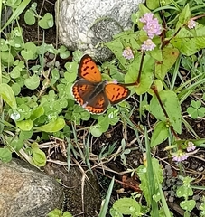 Lycaena panava