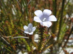 Roella recurvata