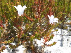Roella recurvata