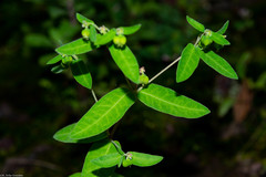 Euphorbia macropus