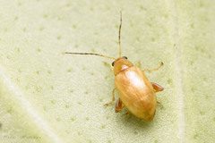 Longitarsus jacobaeae