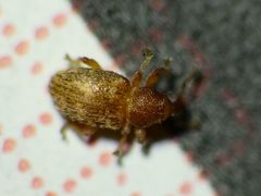 Smicronyx sculpticollis