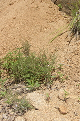 Dontostemon dentatus