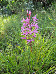Disa nervosa