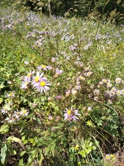 Aster amellus