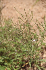 Dontostemon dentatus