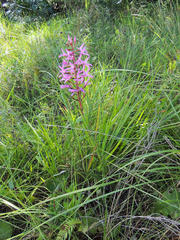 Disa nervosa