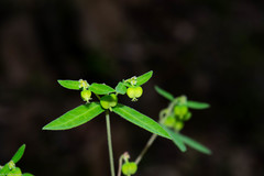 Euphorbia macropus