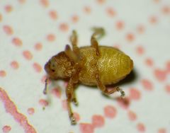 Smicronyx sculpticollis