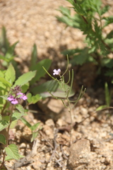 Dontostemon dentatus