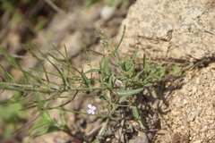Dontostemon dentatus
