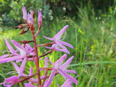 Disa nervosa