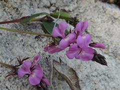 Indigofera ovata
