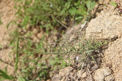 Dontostemon dentatus
