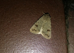 Caradrina kadenii