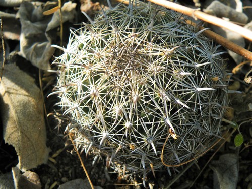 Coryphantha delicata