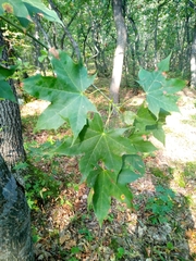 Acer cappadocicum