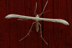 Hellinsia osteodactylus